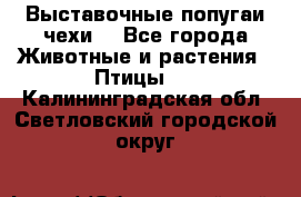 Выставочные попугаи чехи  - Все города Животные и растения » Птицы   . Калининградская обл.,Светловский городской округ 